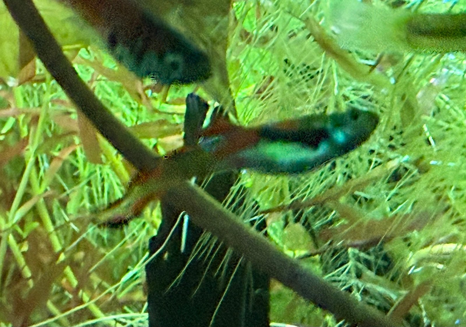 4 endler guppen 10 garnalen en aquarium planten., Dieren en Toebehoren, Ophalen, Plant(en), Steen of Hout