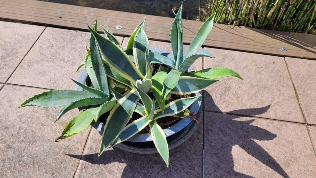 Diverse cactussen te koop, eigen kweek, Tuin en Terras, Ophalen, Overige soorten, Volle zon