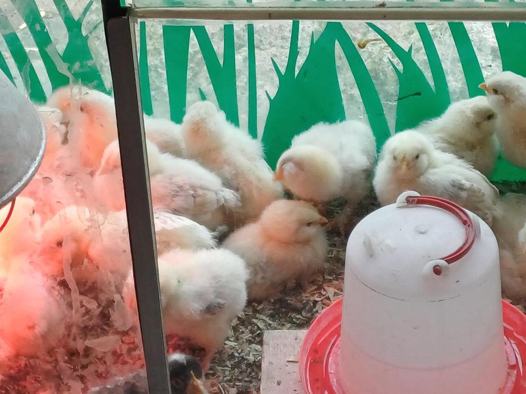 Diverse jonge kippen en kuikens, Dieren en Toebehoren, Pluimvee, Meerdere dieren, Kip