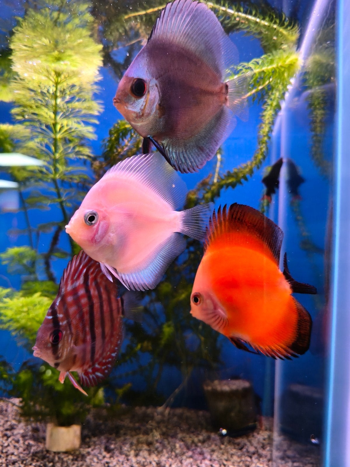 Tropische vissen discus, Dieren en Toebehoren, Vis