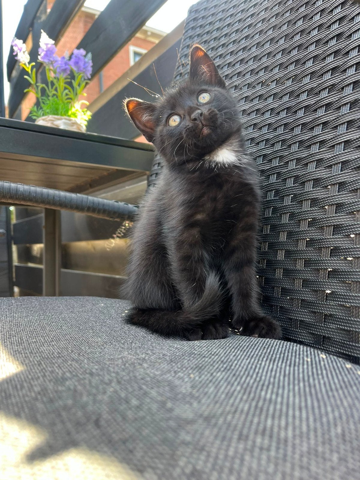 te koop 2 kittens Opgegroeid in huis met honden en kinderen, Dieren en Toebehoren, Meerdere dieren