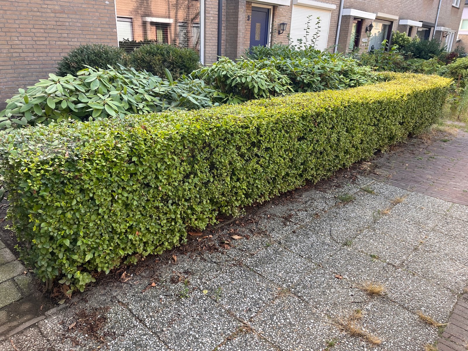 Haag van 8-9 meter, Ophalen, Overige soorten, Haag, 100 tot 250 cm