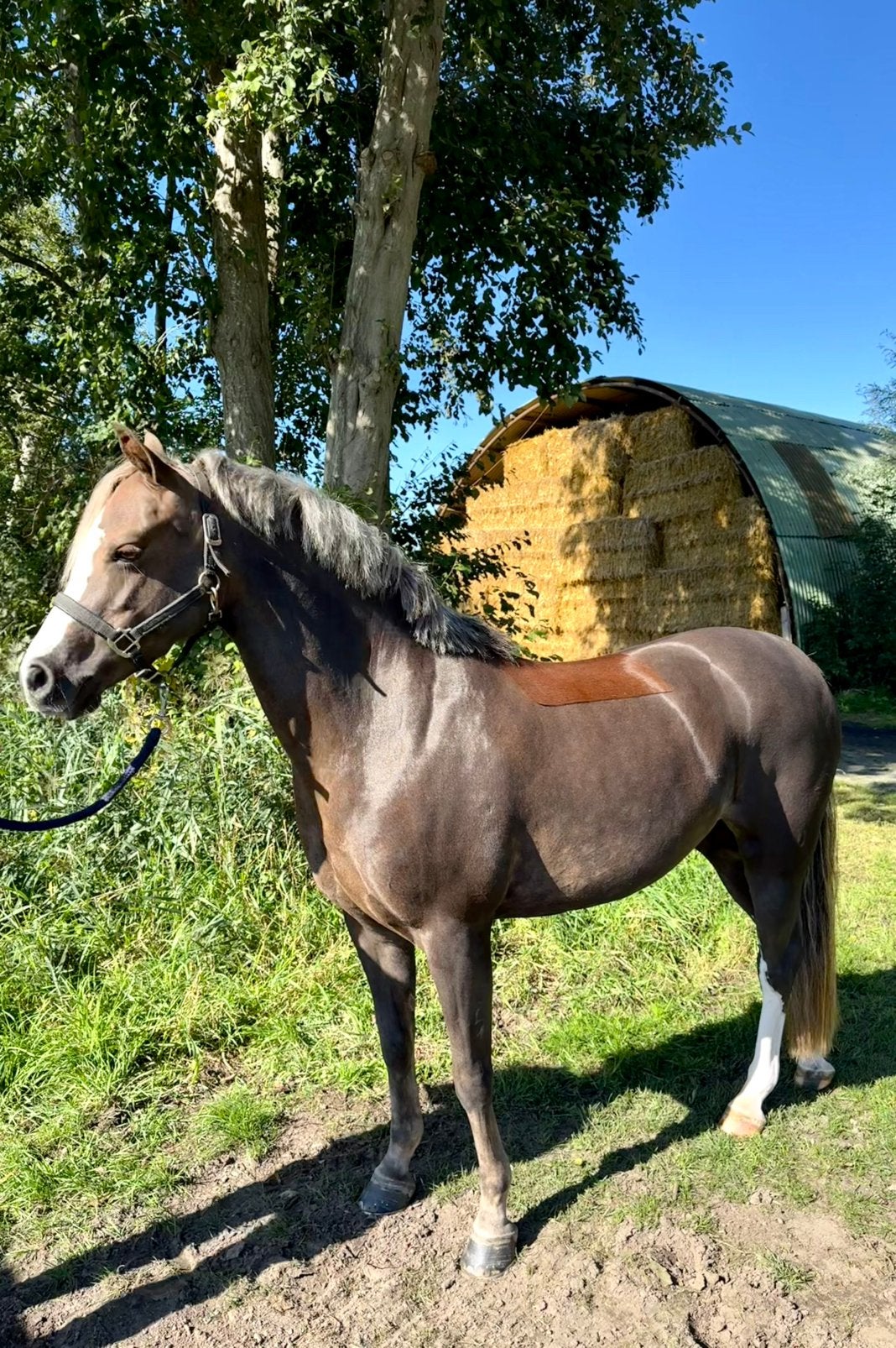 Paarden & Pony’s scheren