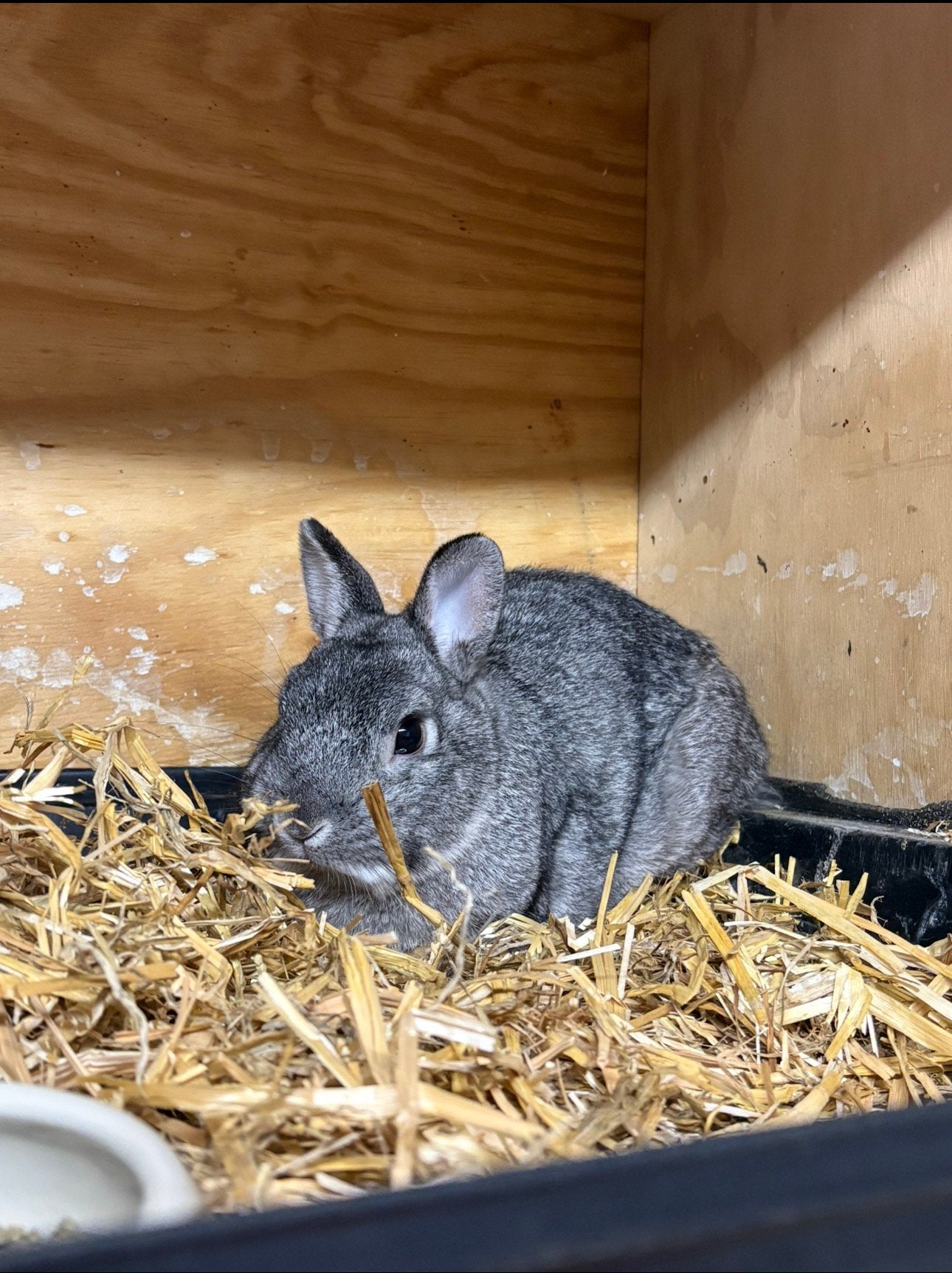 dwergkonijn te koop, Dieren en Toebehoren, Mannelijk, Dwerg