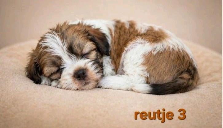 Super mooi gezonde boomer pups. Maltezer maal shih tzu, Parvo, Overige rassen, 8 tot 15 weken, Meerdere