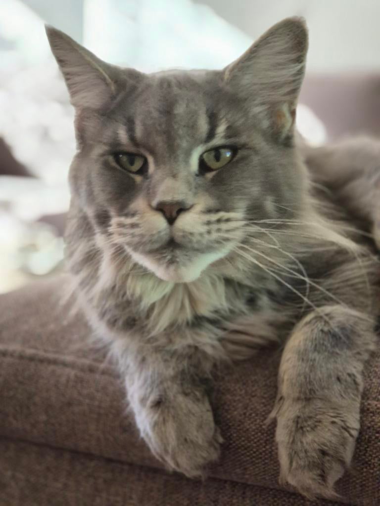 Twee Maine Coon poezen (herplaatsers), Dieren en Toebehoren, Katten en Kittens | Raskatten | Langhaar, Poes