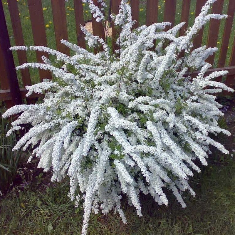 Spirea cinerea Grefsheim, spierstruik, Ophalen of Verzenden, Overige soorten, Struik, Minder dan 100 cm