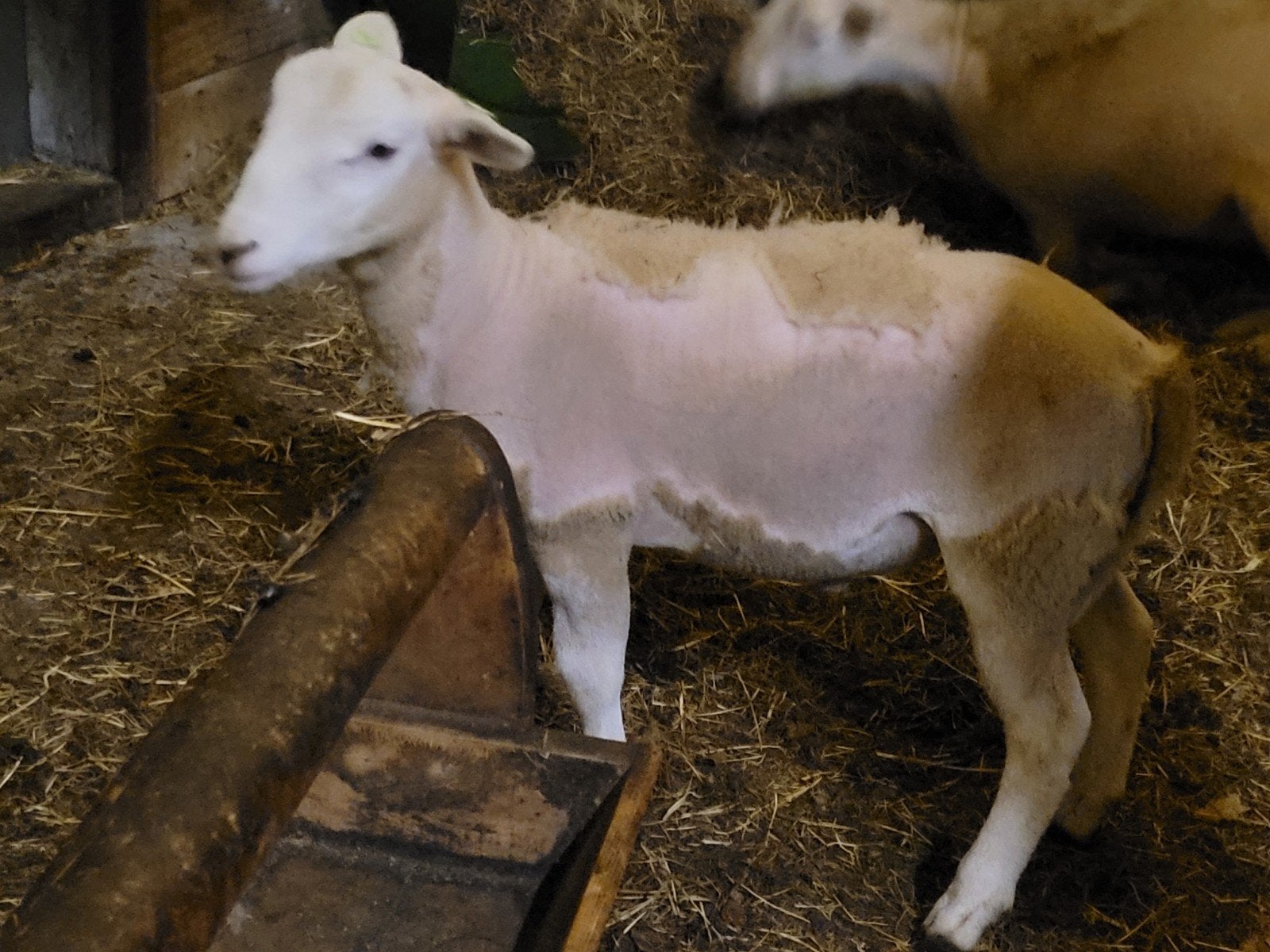 Nolana ooi en ram, Meerdere dieren, Schaap