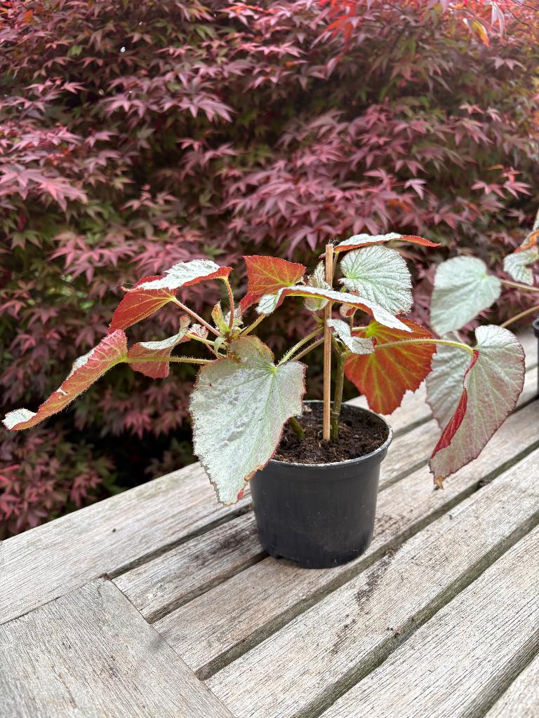 Begonia Two Face, Ophalen, Overige soorten, Halfschaduw, Minder dan 100 cm