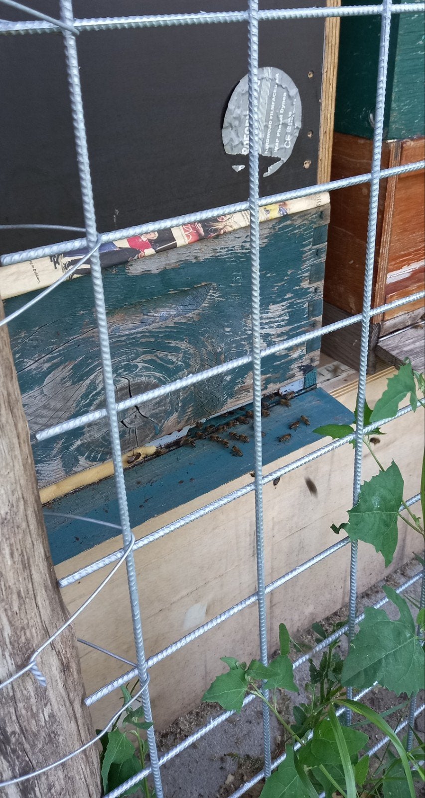 Bijenvolk met kast T.E.A.B, Bijen