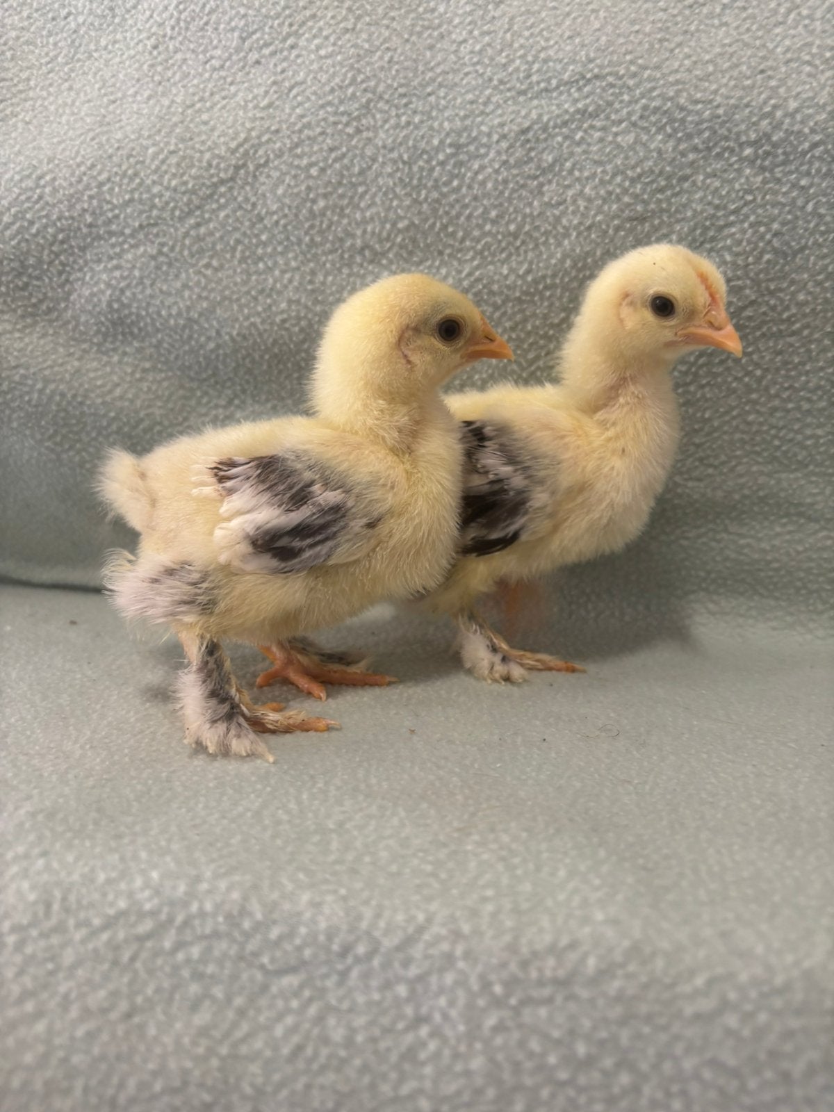 3 prachtige Cochin kriel kuikens, Geslacht onbekend, Kip