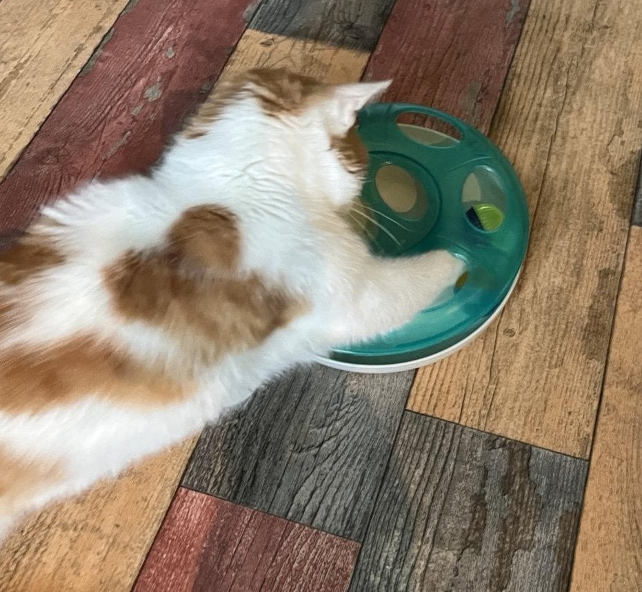 Ball dome voor kat, Ophalen, Zo goed als nieuw, Speeltunnel
