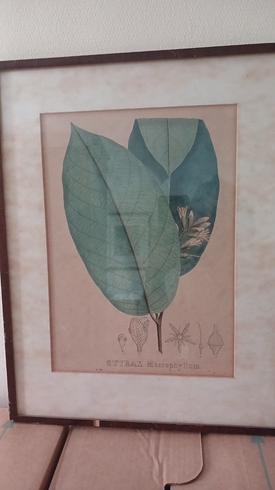 Ingekleurde litho van Styrax Macrophyllum plant, Ophalen of Verzenden, Flora en Fauna, Lithografie, Handgekleurd