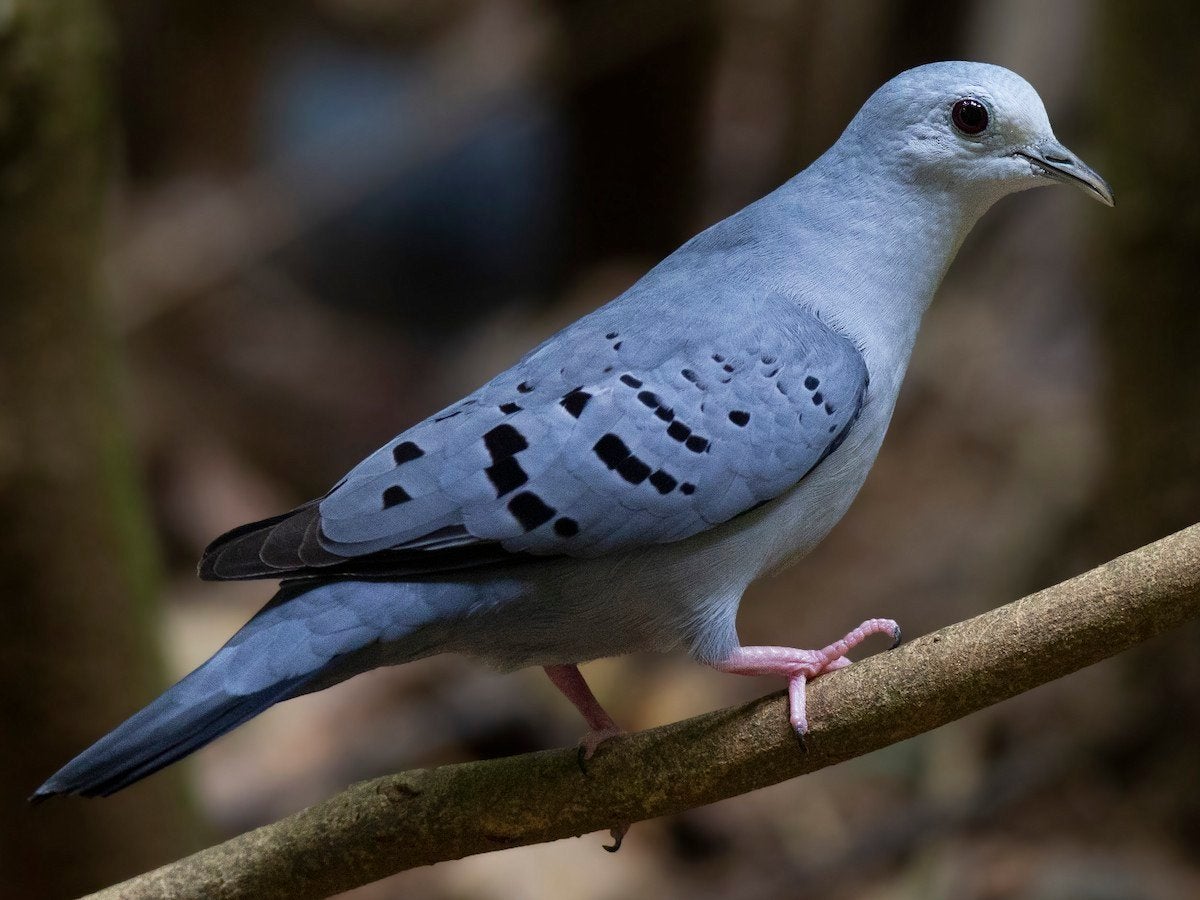 te koop 1 koppel blauwegrondvleugel duiven, Meerdere dieren, Postduif