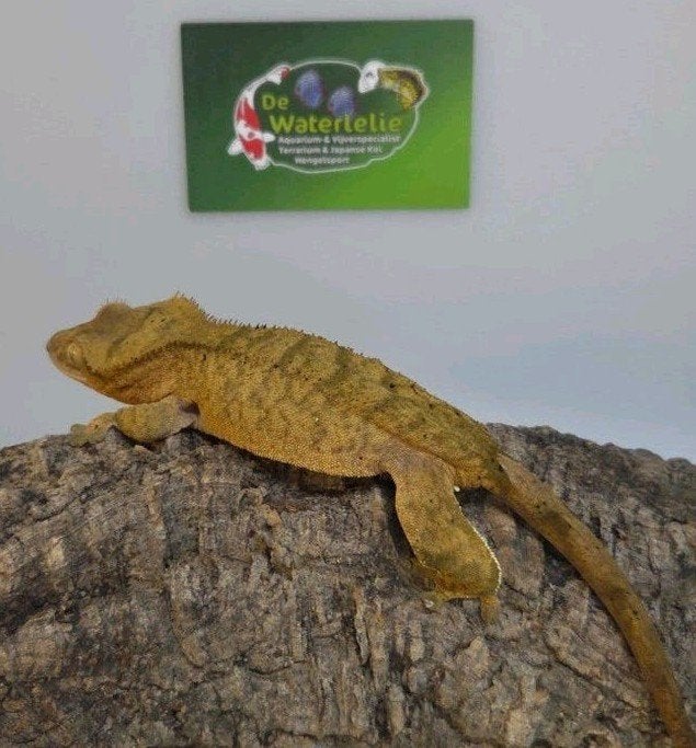Wimpergekko vrouw 25% Korting

Mooie en gezonde vrouwlijke g Crested Gecko photo 2
