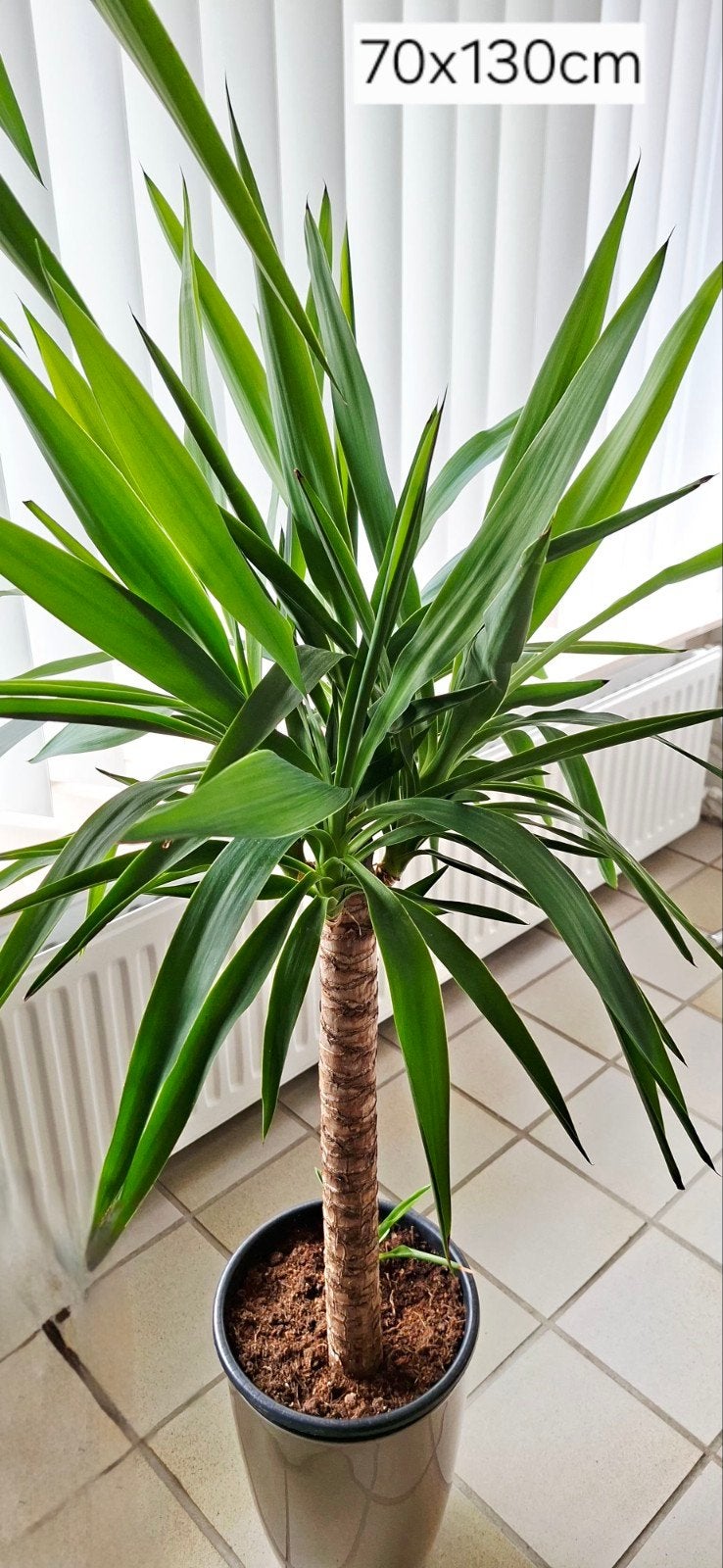 GROTE YUCCA ELEPHANTIPES 70BRXH130CMIN ELHO SIERPOT, Ophalen, Vaste plant, Overige soorten, Volle zon