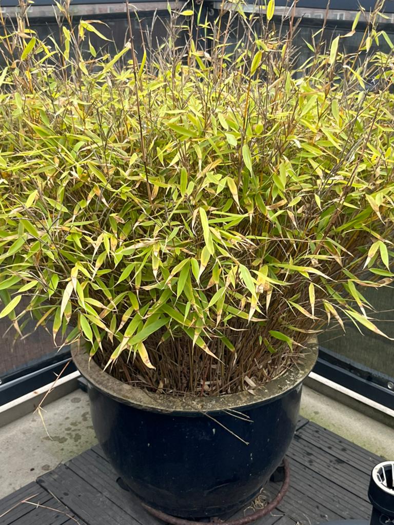 2 bamboe planten in stenen pot, Tuin en Terras, Volle zon, Vaste plant, Bloeit niet, Ophalen