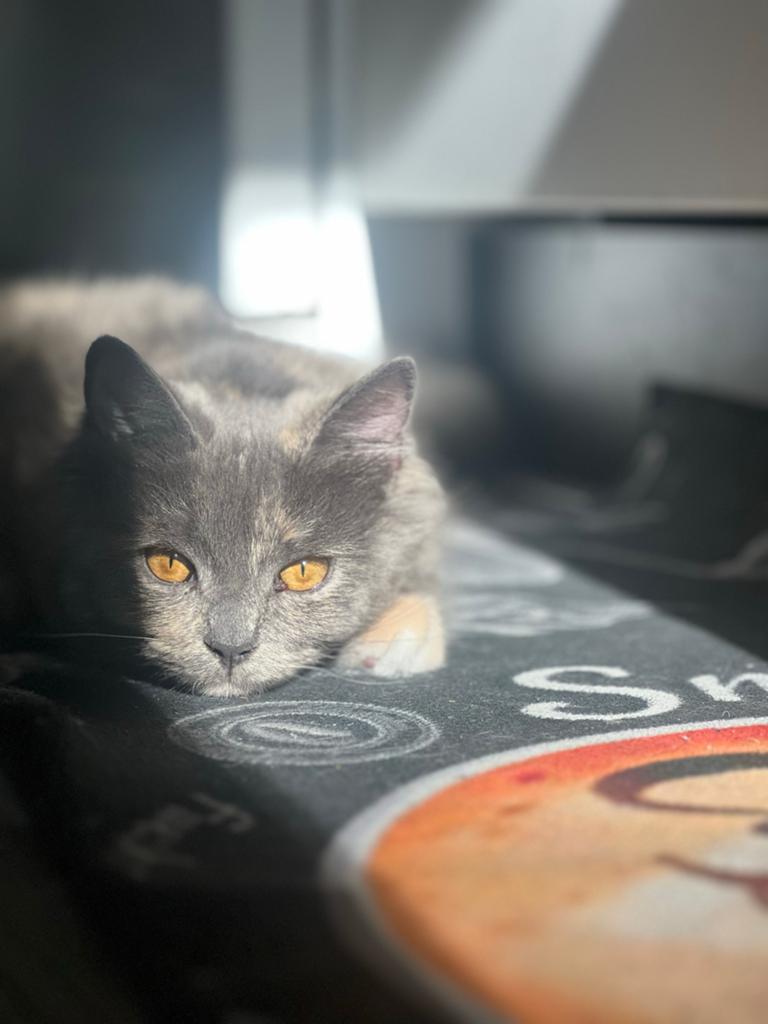 Prachtige Britse Korthaar / Ragdoll Poes, Dieren en Toebehoren, Poes