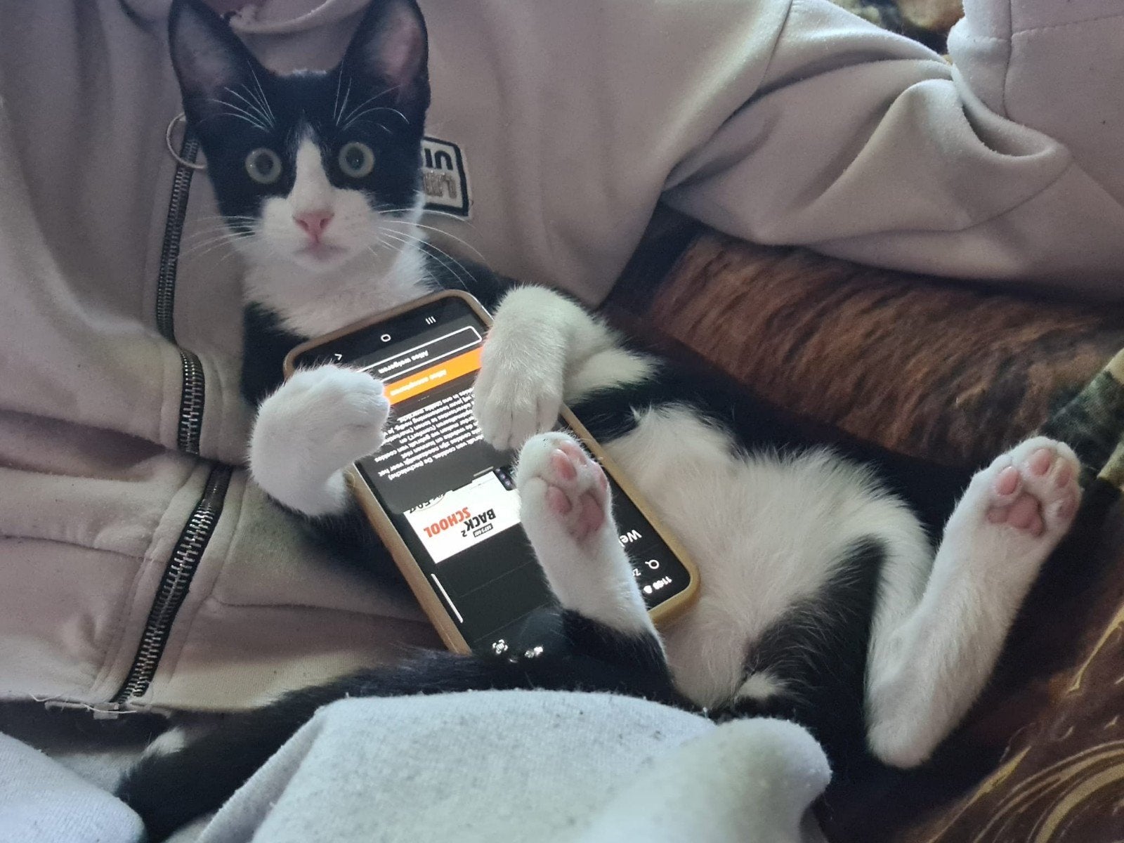 x Siamees kittens, Dieren en Toebehoren, Meerdere dieren, Gechipt, 0 tot 2 jaar