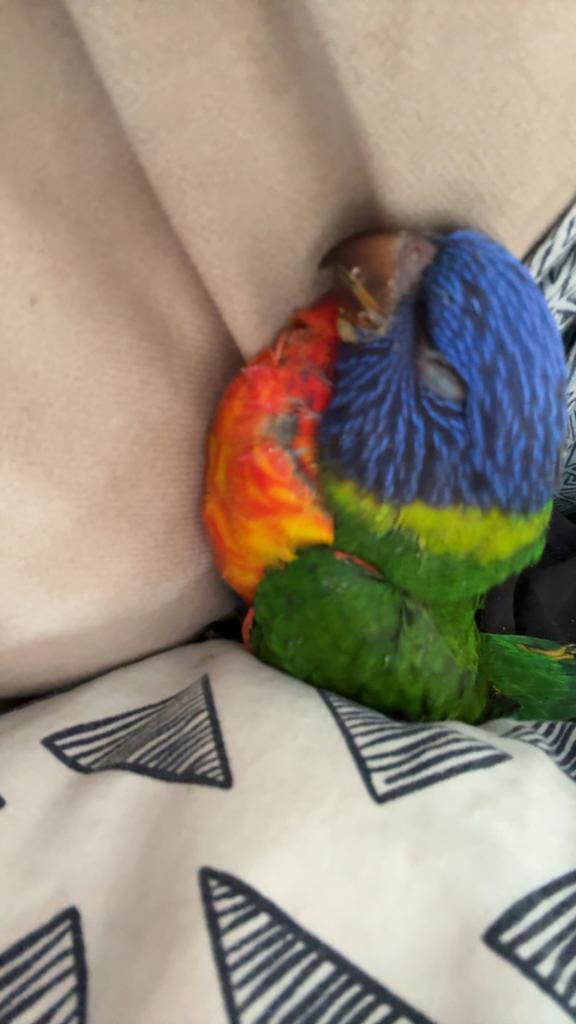 Lori, Dieren en Toebehoren, Vogels | Overige Vogels, Mannelijk
