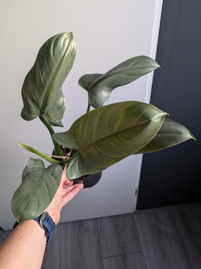 Philodendron Silver Queen stek, Ophalen of Verzenden, Halfschaduw, Minder dan 100 cm