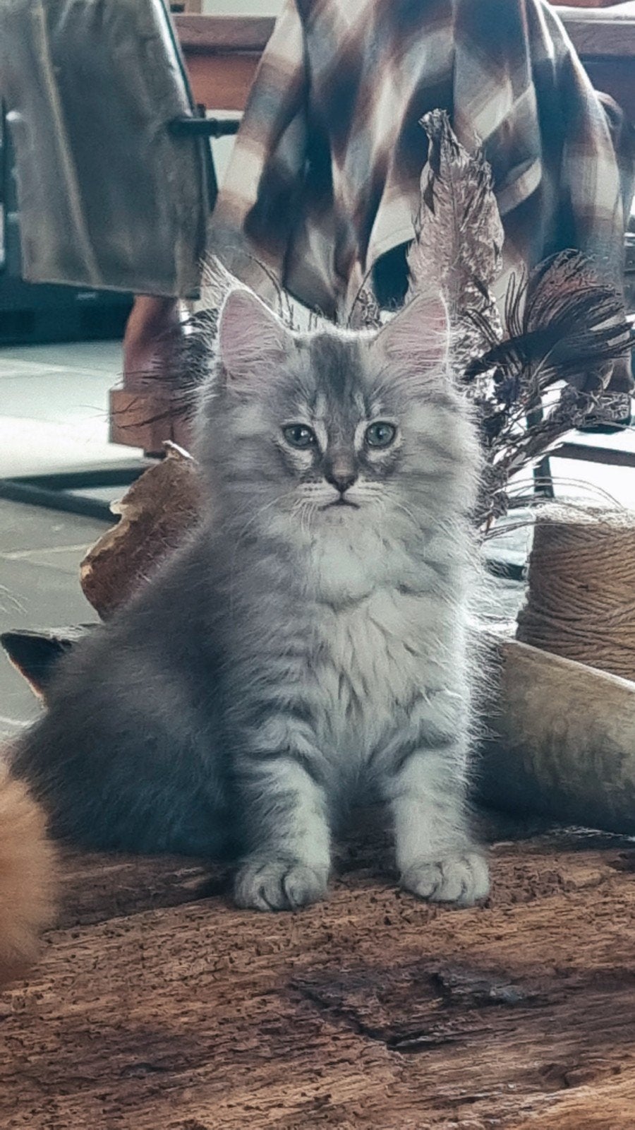 Neva Masquerade kittens , mogen direct mee !, Dieren en Toebehoren, Meerdere dieren, Gechipt, 0 tot 2 jaar