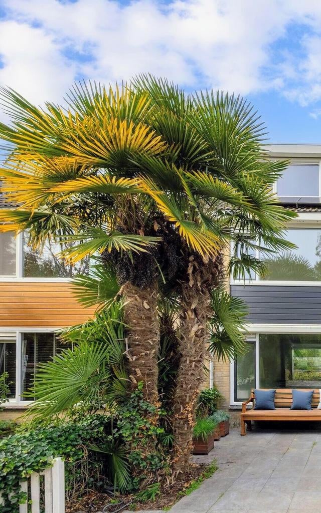 Chinese waaierpalm (Trachycarpus fortunei), Ophalen, Overige soorten, Halfschaduw