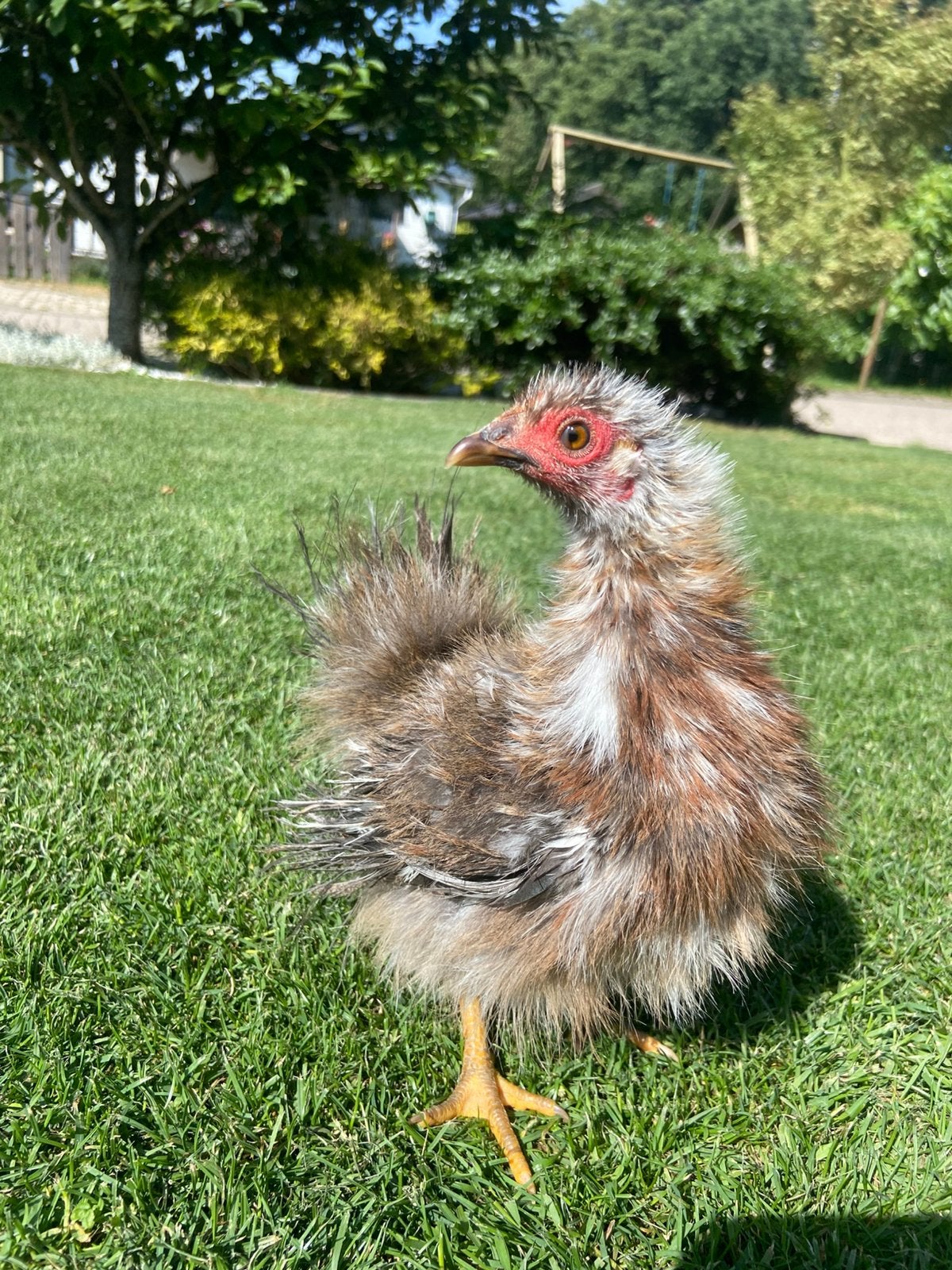Jonge serama hen 14 weken oud 305 gram!, Vrouwelijk, Kip