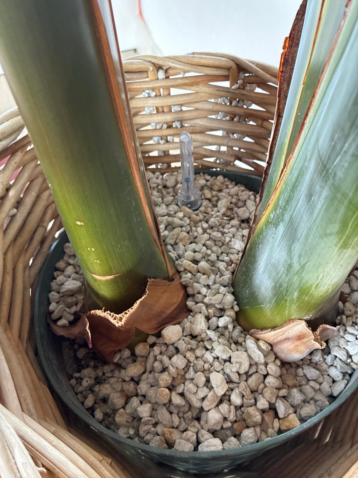 Grote Strelitzia Nicolai (Paradijsvogelplant), Huis en Inrichting, Ophalen, Halfschaduw, 200 cm of meer
