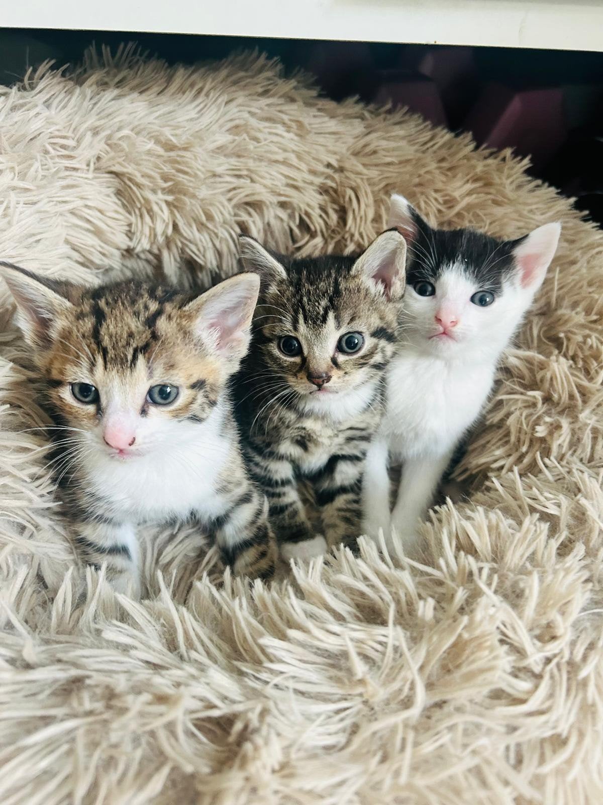 Lieve en leuke kittens!, Meerdere dieren