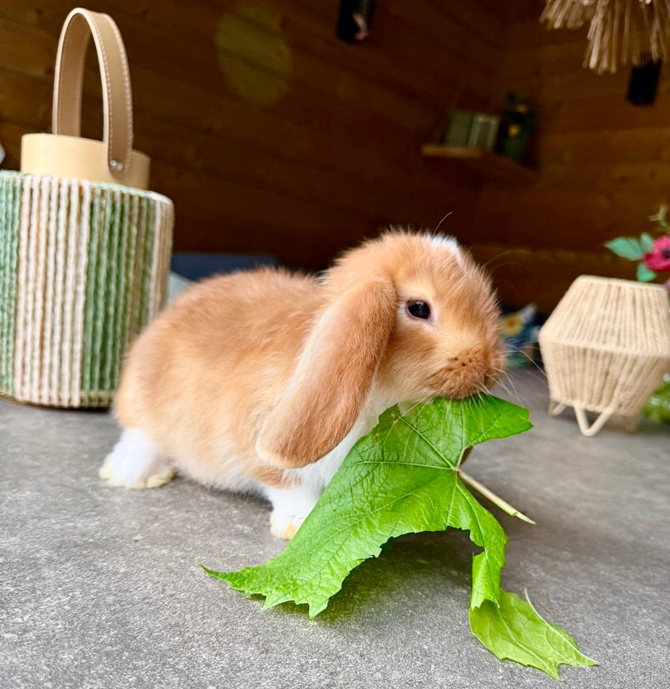 Mooie Oranje/Bont Franse hangoor rammetje, Dieren en Toebehoren, Mannelijk, Groot, Hangoor