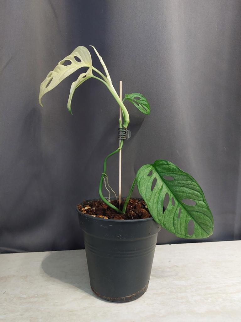 Monstera Adansonii Variegata - stek 2, Huis en Inrichting, Kamerplanten, Ophalen, Overige soorten, Halfschaduw, In pot