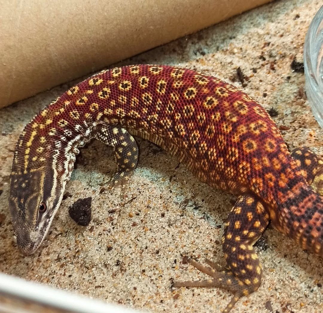 Varanus Acanthurus nk 2026 Monitor Lizard photo 5