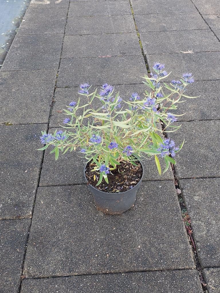 caryopteris kew blue (blauwbaart), Volle zon, Vaste plant, Zomer, Ophalen