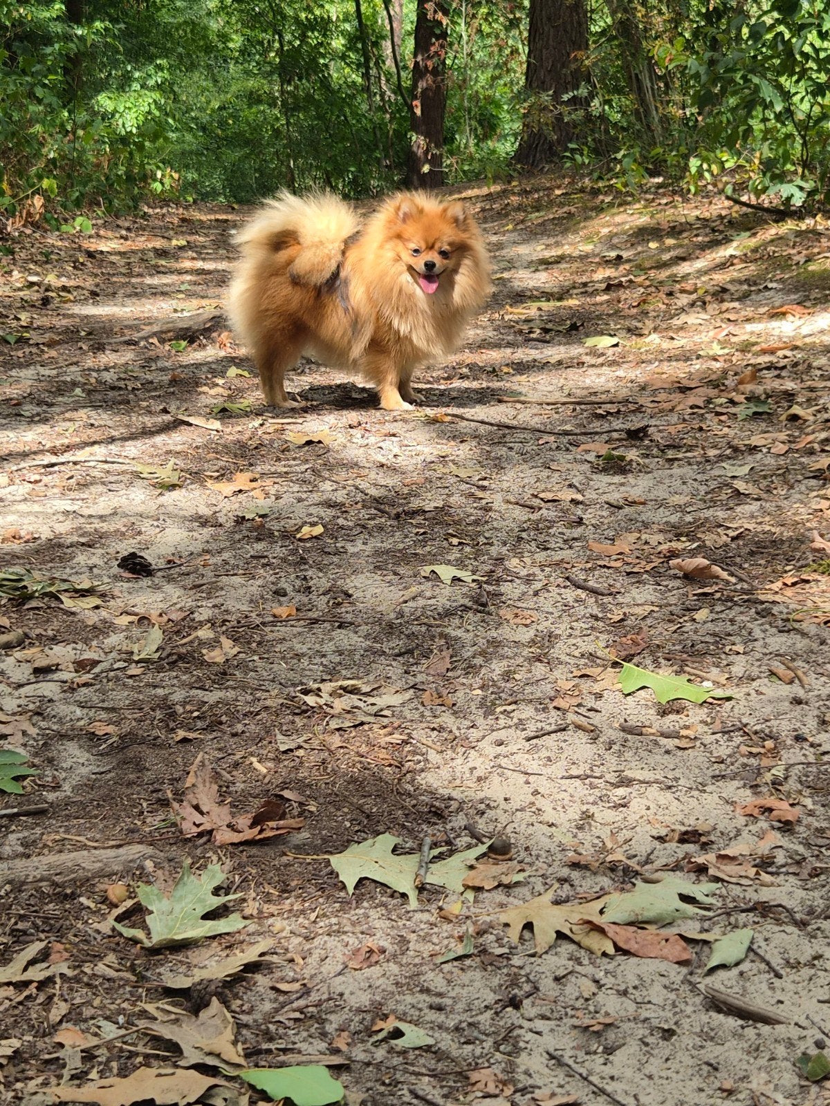 Pomeriaan/dwergkeeshond Luna, Dieren en Toebehoren, 15 weken tot 1 jaar, Teef, Eén hond, CDV (hondenziekte)