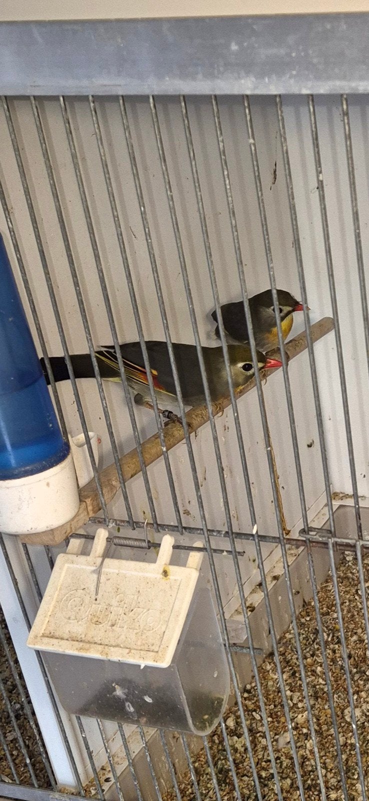 japanse nachtegaal koppel, Meerdere dieren, Geringd