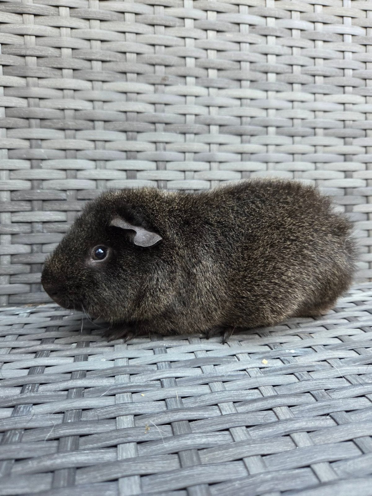 jonge cavia beer, Dieren en Toebehoren, Knaagdieren, Cavia, Mannelijk, Mei, Tam