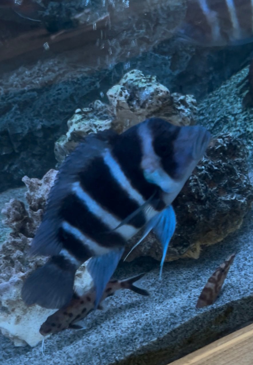 Frontosa blue Zaïre 4 man 6 vrouw, Dieren en Toebehoren, Vis