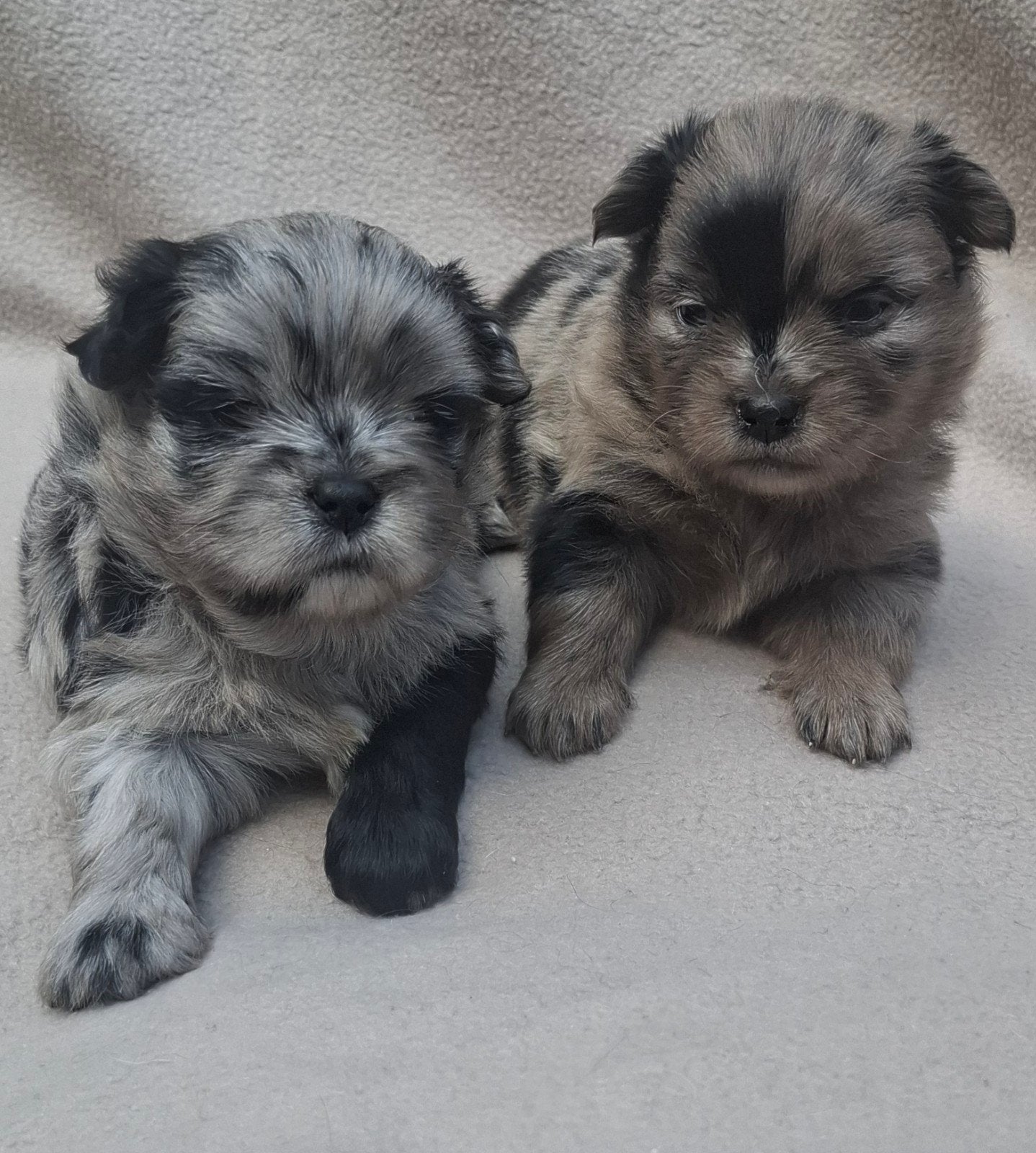 Prachtige unieke Shiranian (F1) pups (Shih Tzu x  pomeriaan), 8 tot 15 weken, Meerdere, Meerdere dieren, Klein