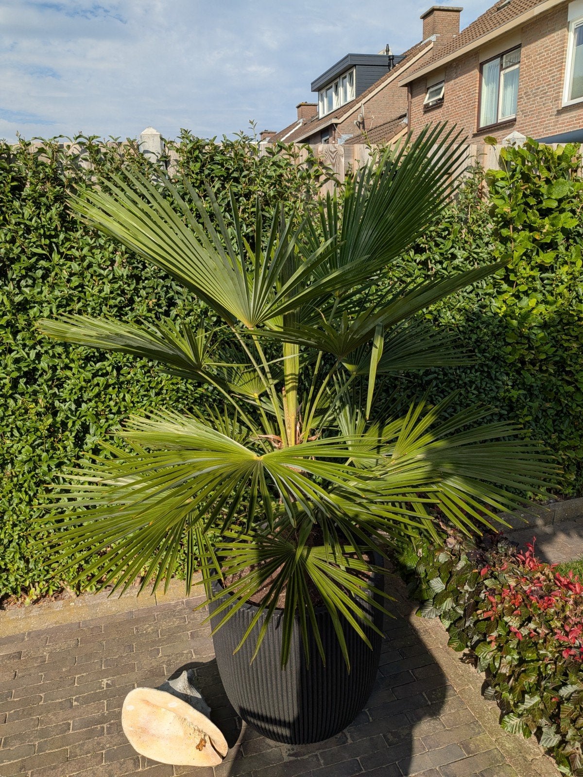2x Palmboom in Capi Pot - 1.80m hoog, Ophalen, Bloeit niet, Vaste plant, Halfschaduw