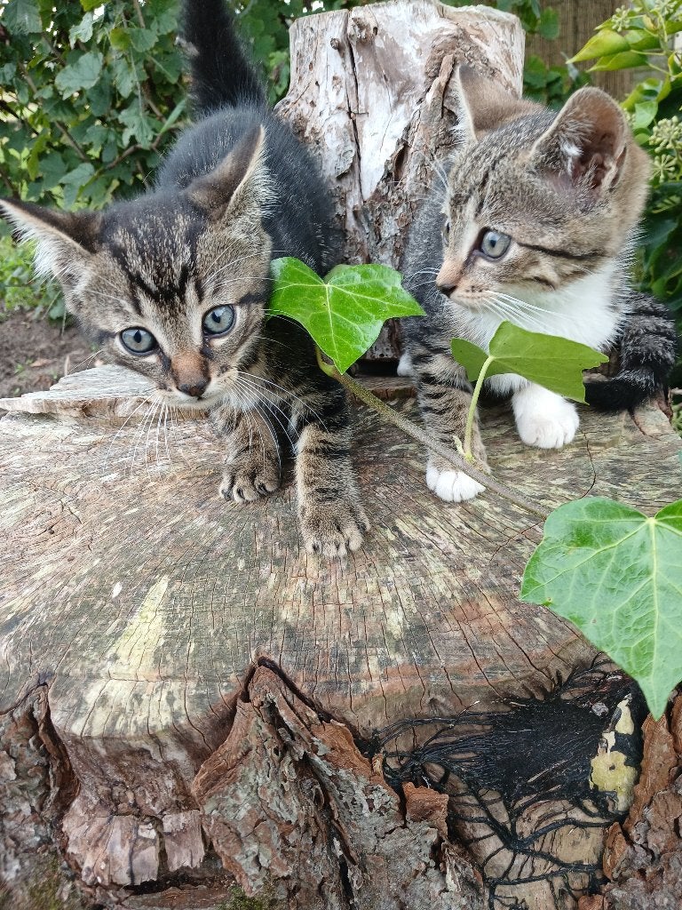 Sociale kittens 9 weken oud, Meerdere dieren, Ontwormd, 0 tot 2 jaar