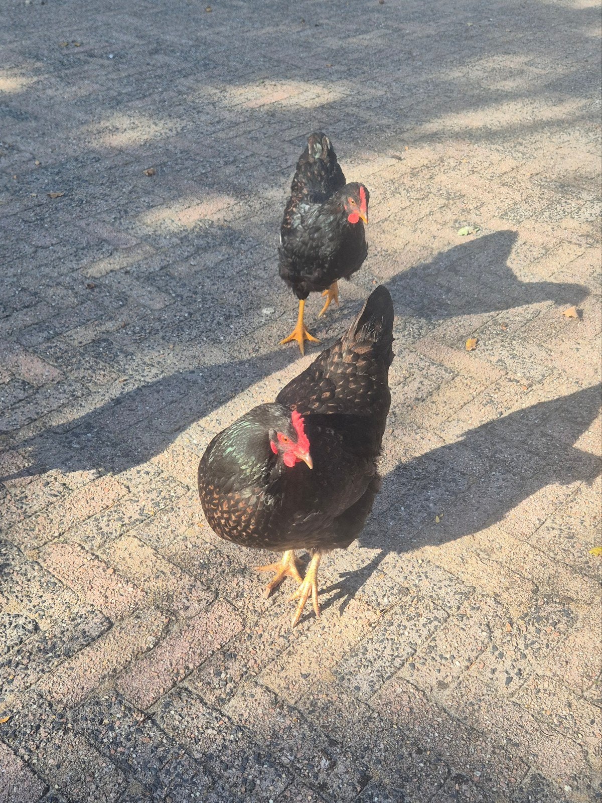Dubbelgezoomde barnevelders jonge hanen, Dieren en Toebehoren, Mannelijk