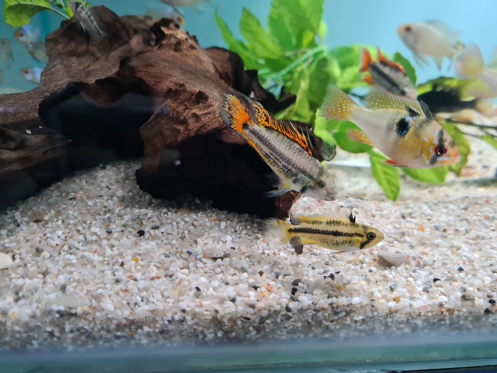 Apistogramma Cacatoide Double Red Dwerg Cichliden, Vis, Zoetwatervis