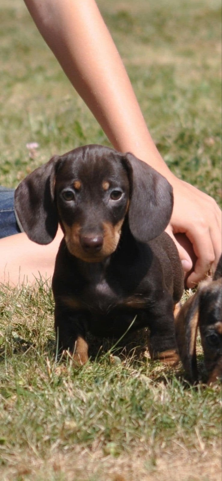 prachtige ruwhaar dwergteckel pups uit geteste ouders, Reu, CDV (hondenziekte), 8 tot 15 weken, Dwerg