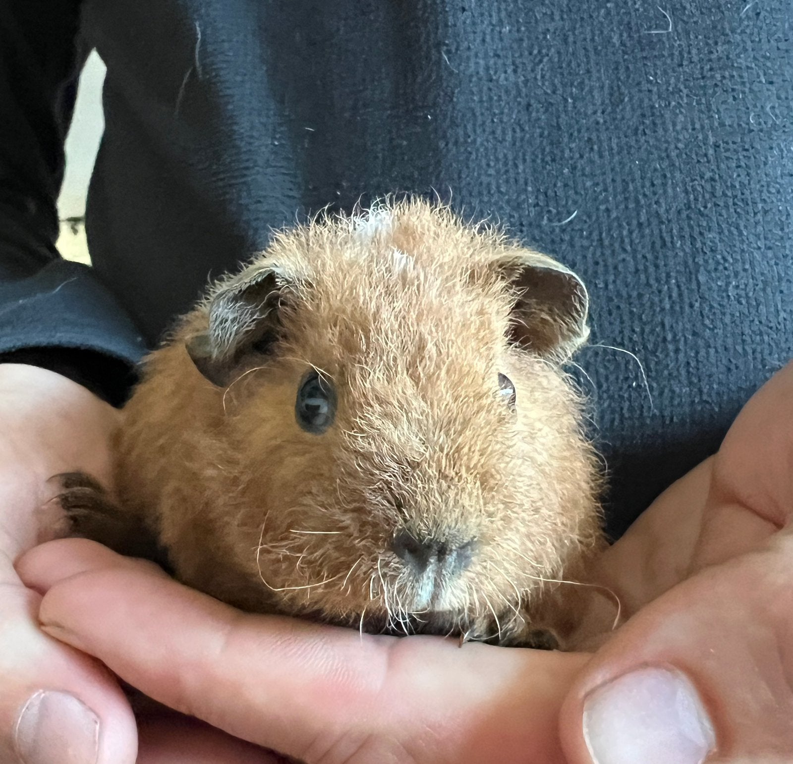 Te koop prachtige us-teddy cavia, Dieren en Toebehoren, Cavia, Augustus, Mannelijk, Tam
