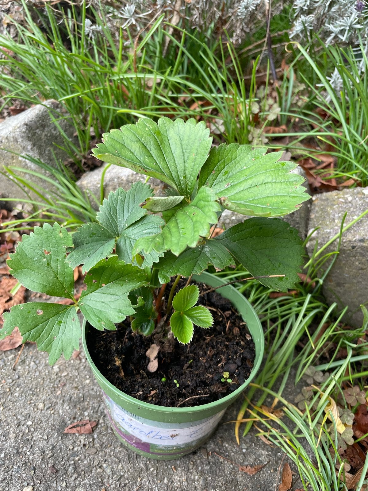 Aardbeienplant in pot - Vers fruit uit eigen tuin, Ophalen, Volle zon, Vaste plant, Fruitplanten