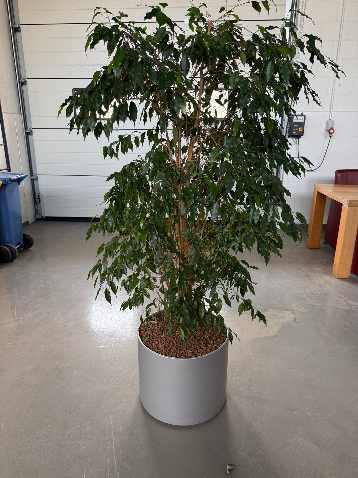 Ficus plant op hydrocultuur in verrijdbare plantenbak, Ophalen, Ficus, In pot, 150 tot 200 cm