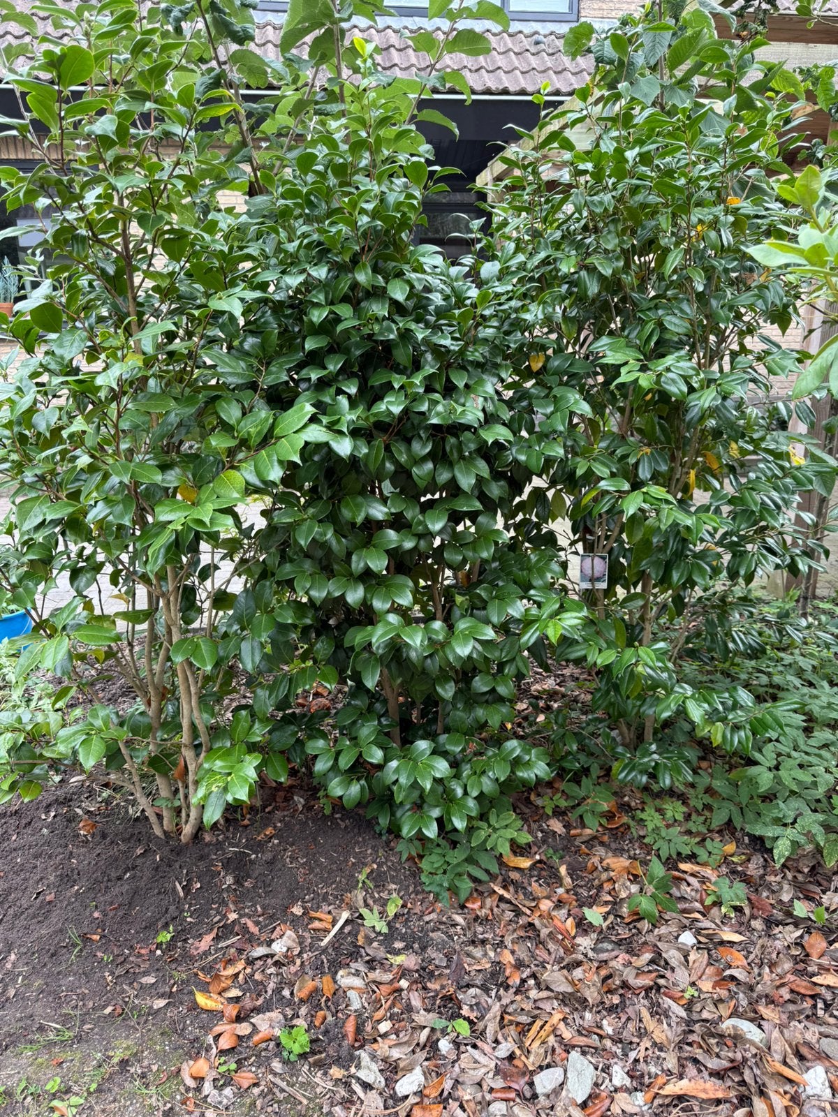 Grote volwassen groenblijvende struiken – 3x Camelia, Ophalen, Overige soorten