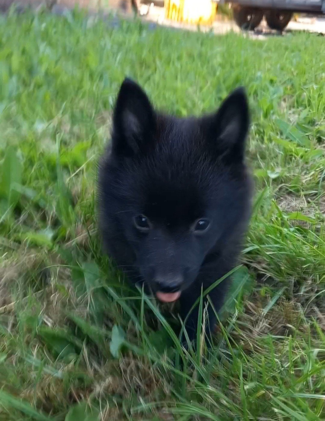 Schipperke pups te koop, Dieren en Toebehoren, 8 tot 15 weken, Meerdere, Meerdere dieren, Herder