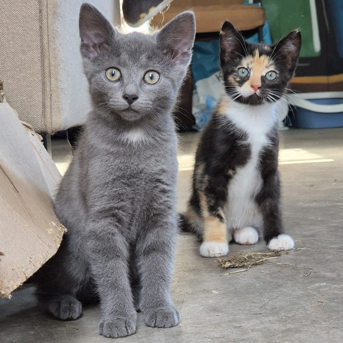 3 prachtige lieve kittens (gelijk mee!), Meerdere dieren, Kortharig, 0 tot 2 jaar